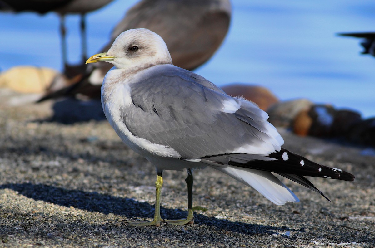 Short-billed Gull - ML23699431