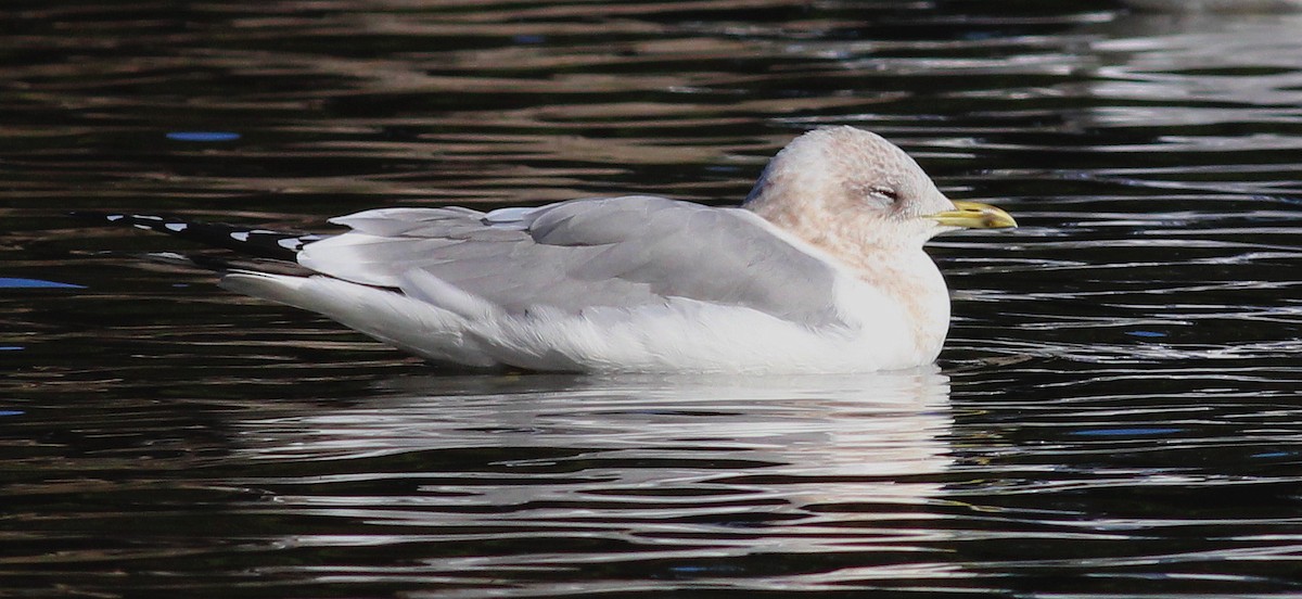 Short-billed Gull - ML23699451