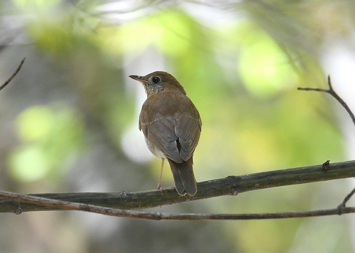 Veery - ML236994581