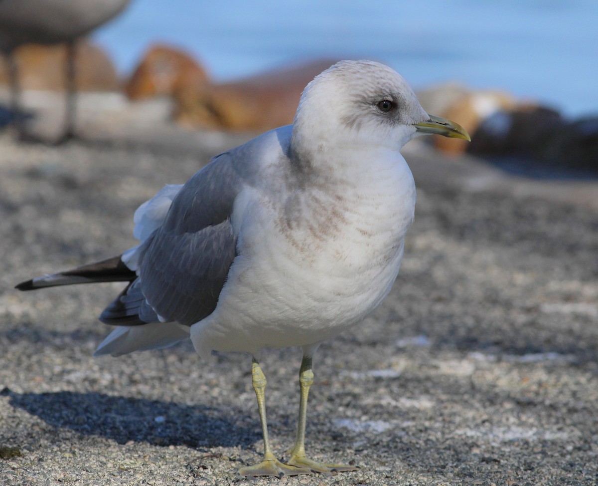 Short-billed Gull - ML23699461