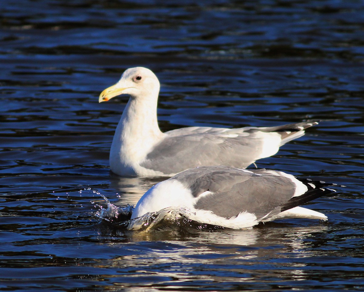 Goéland d'Audubon - ML23699491