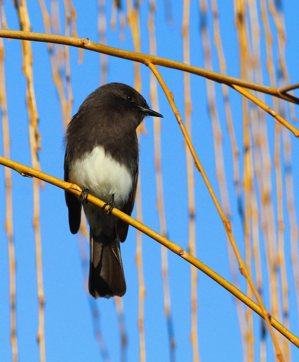 Black Phoebe - ML23699551