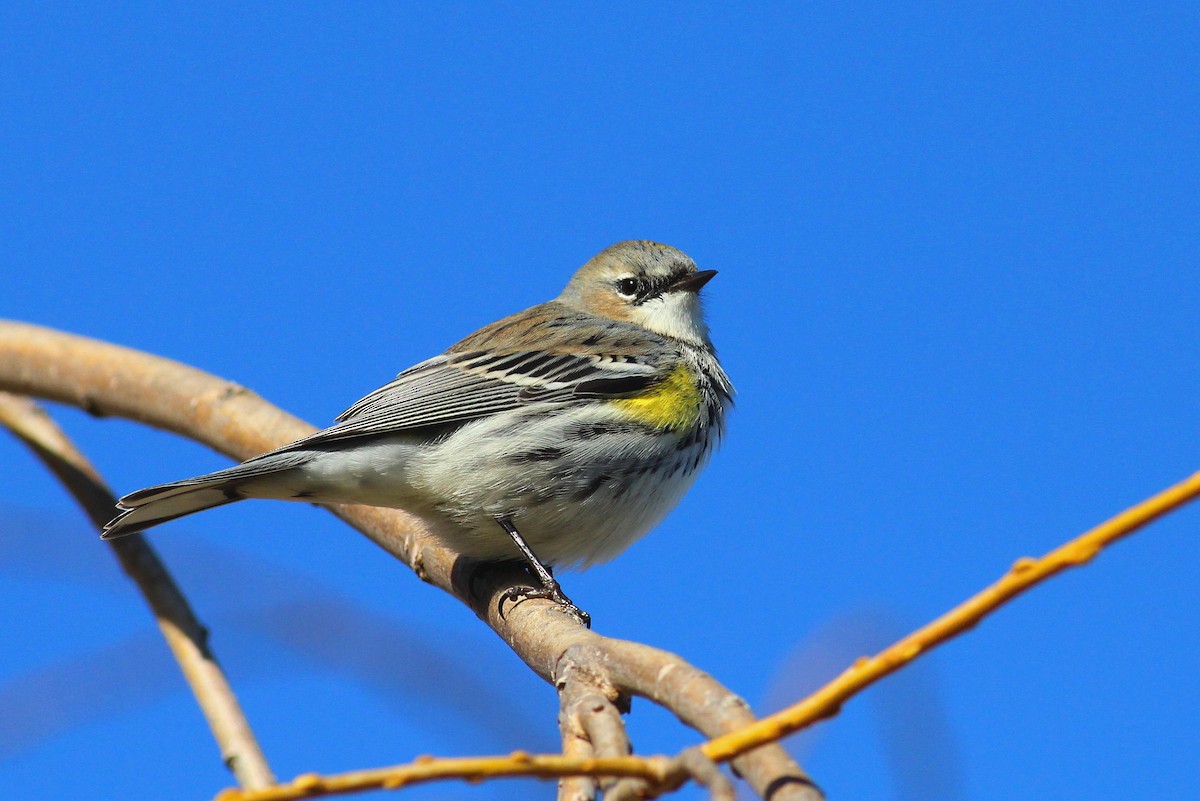 Yellow-rumped Warbler (Myrtle) - Paul Fenwick