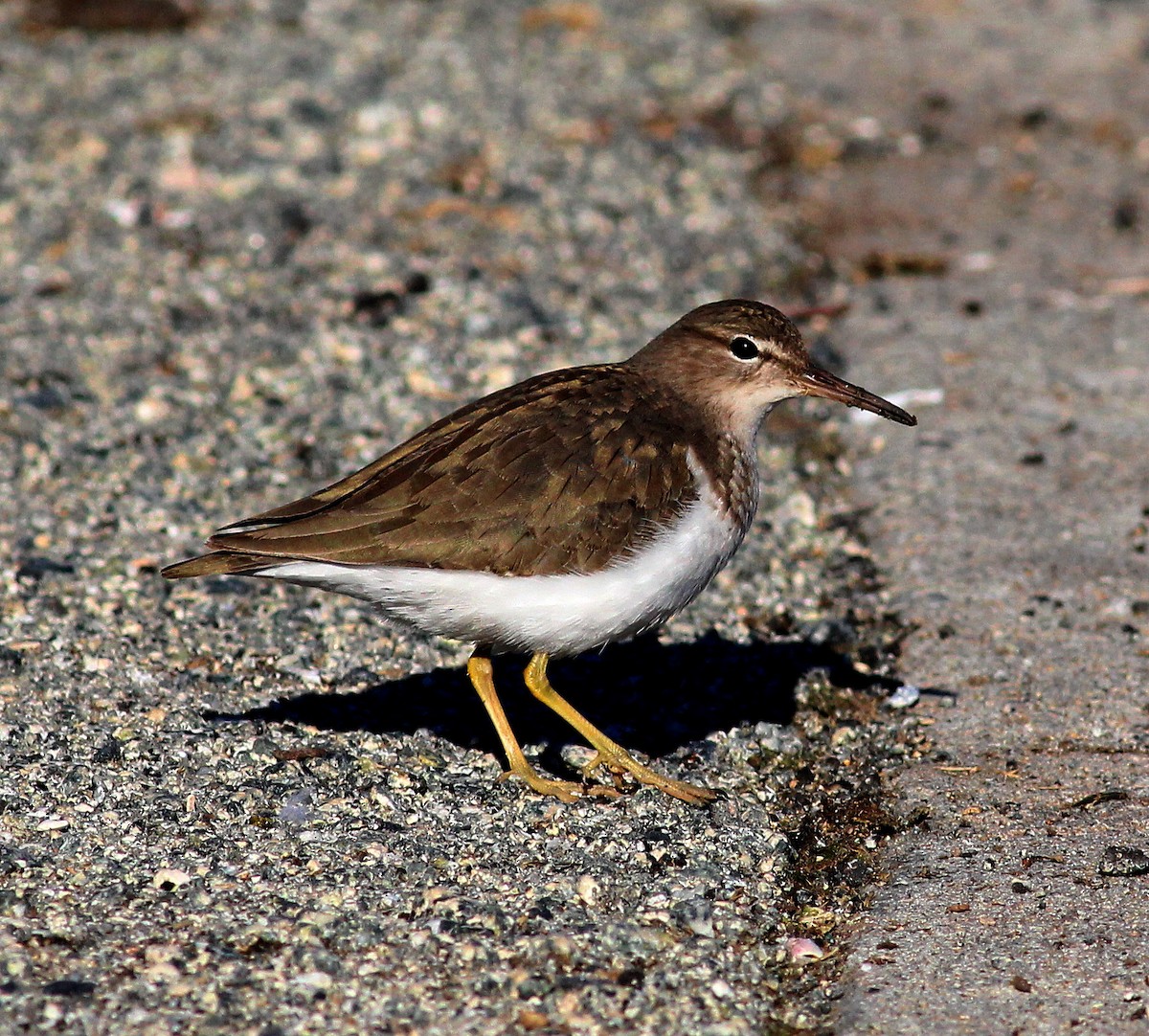 Spotted Sandpiper - ML23699611