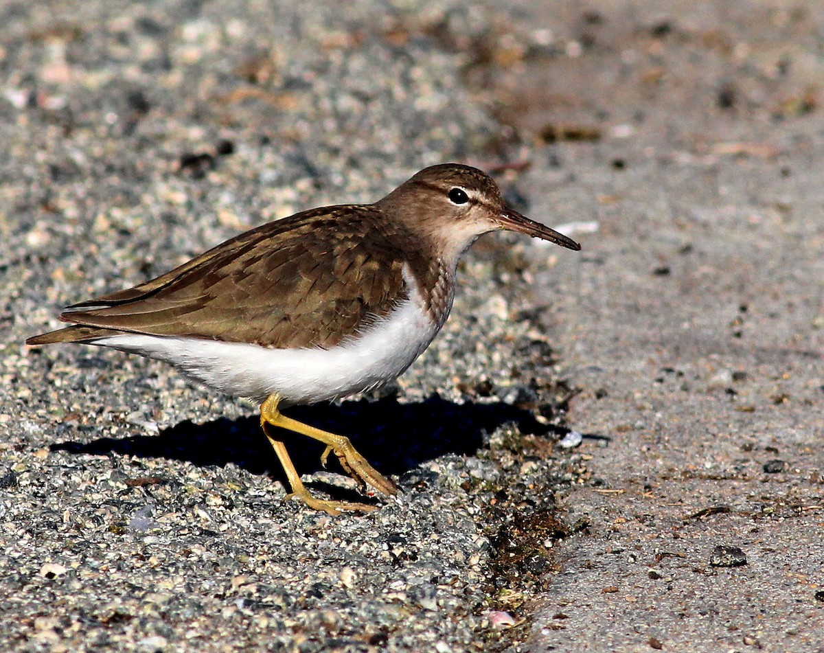 Spotted Sandpiper - Paul Fenwick