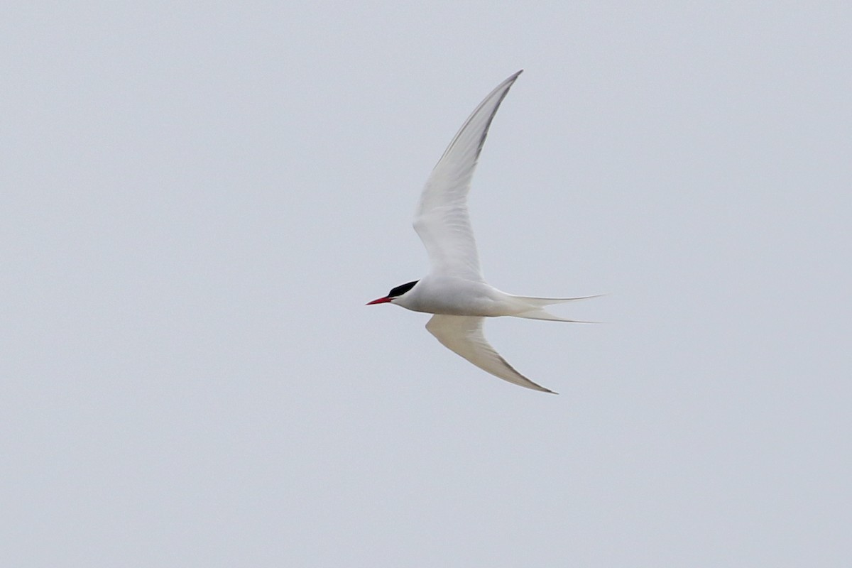 Arctic Tern - ML236996951