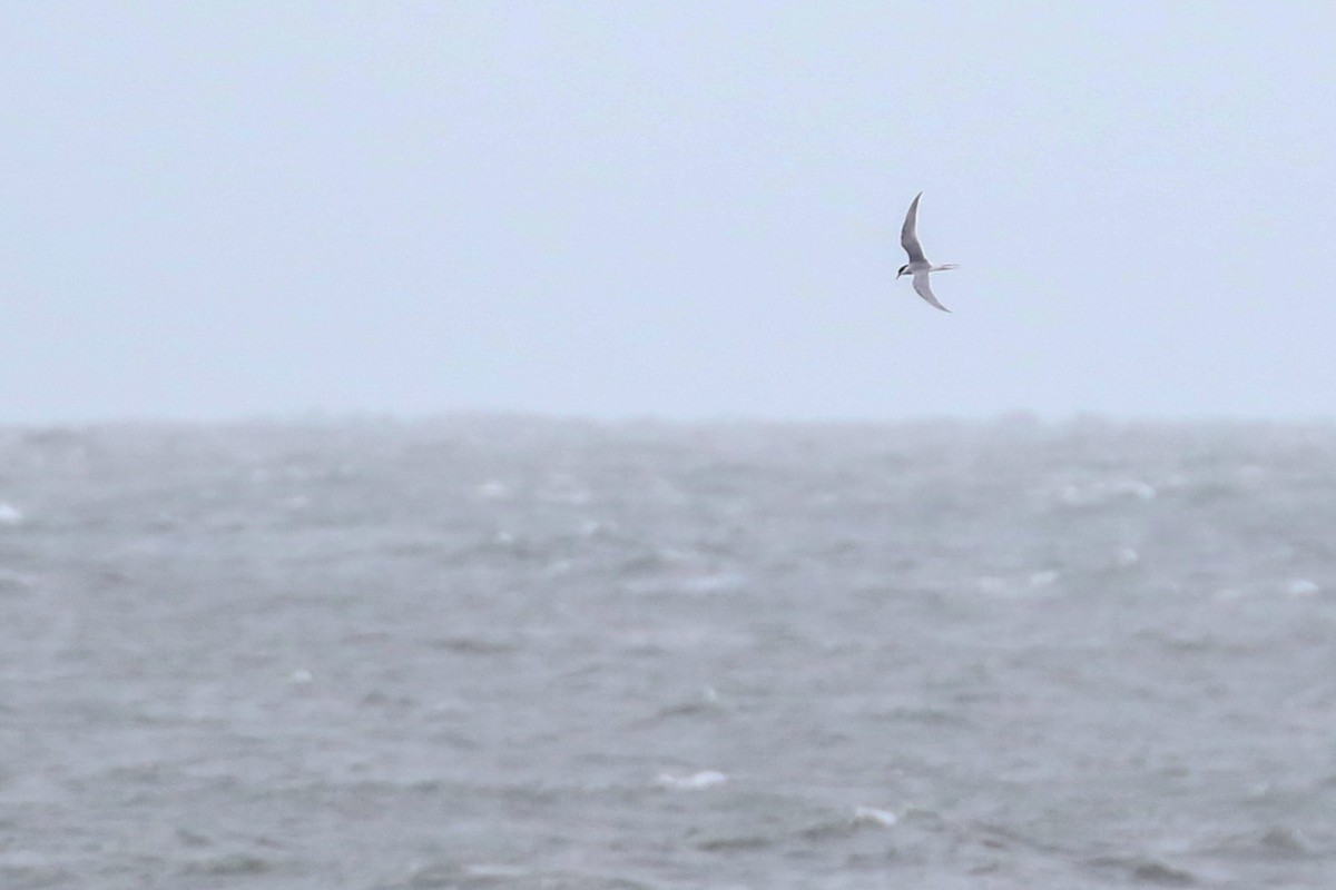 Arctic Tern - ML236996981