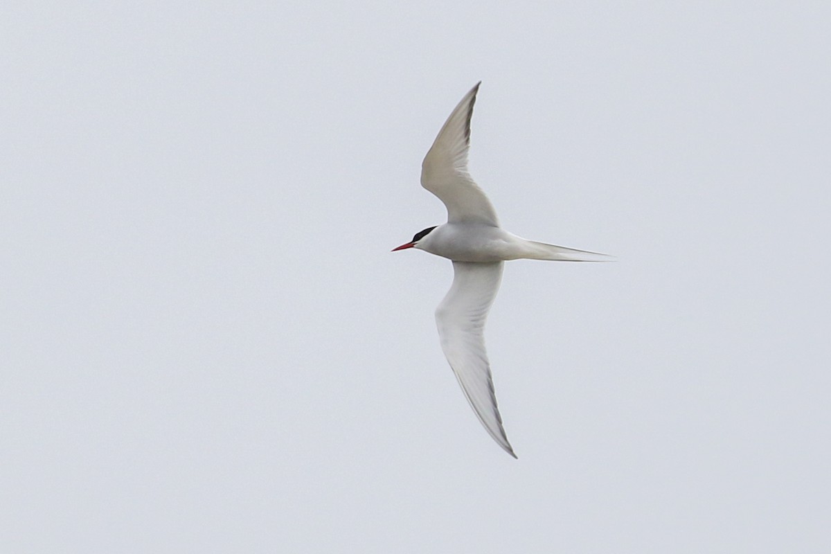 Arctic Tern - ML236996991