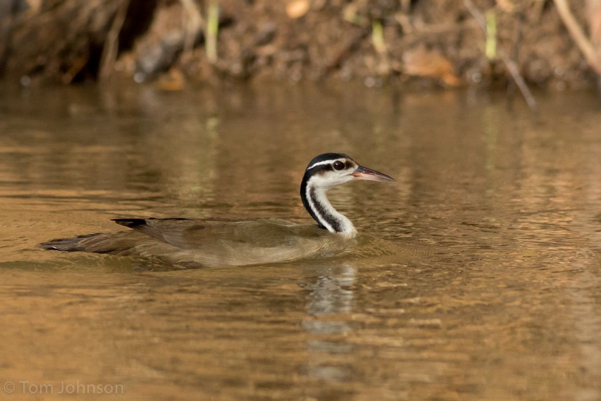 Sungrebe - Tom Johnson