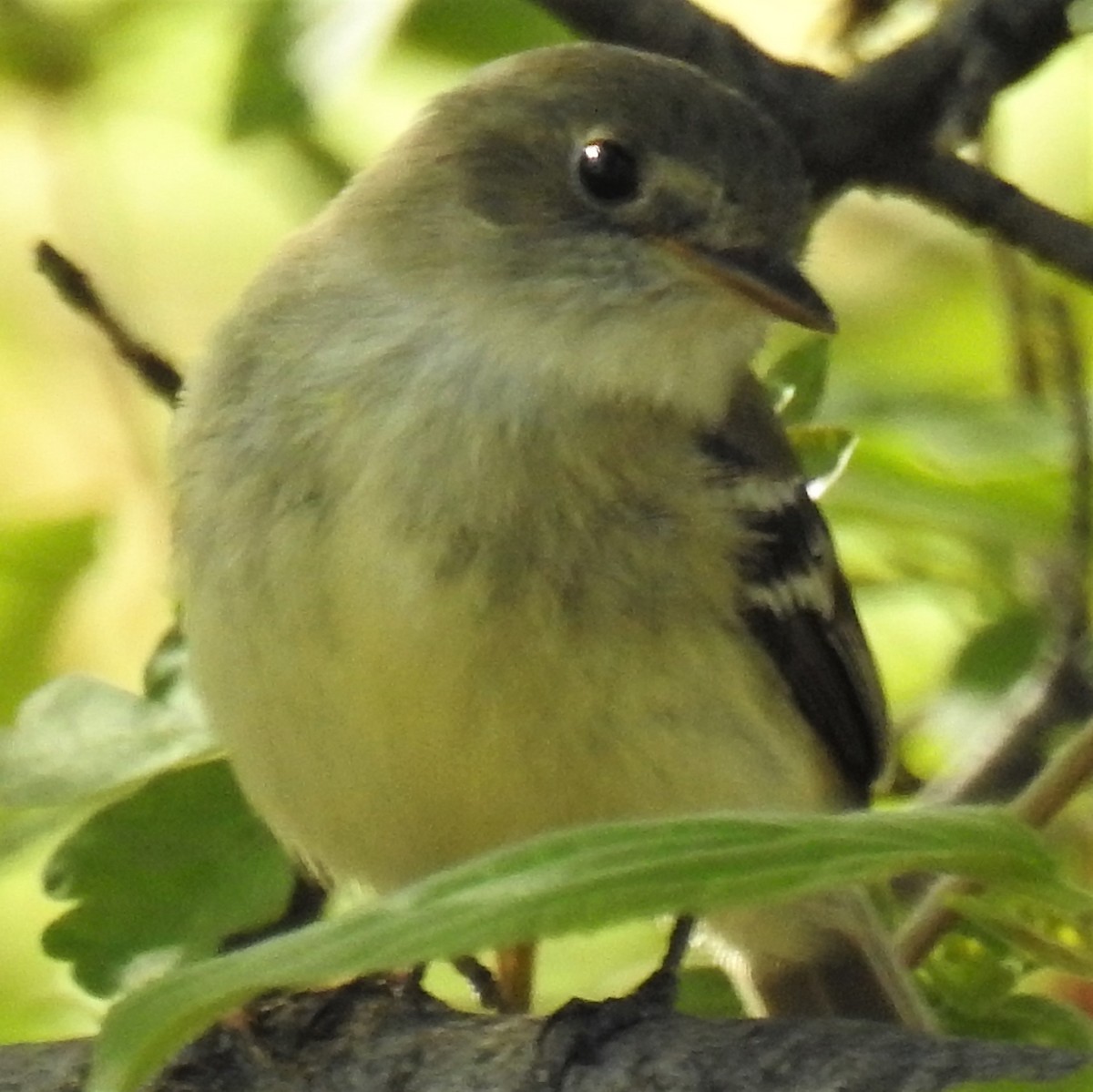 Dusky Flycatcher - ML236999881