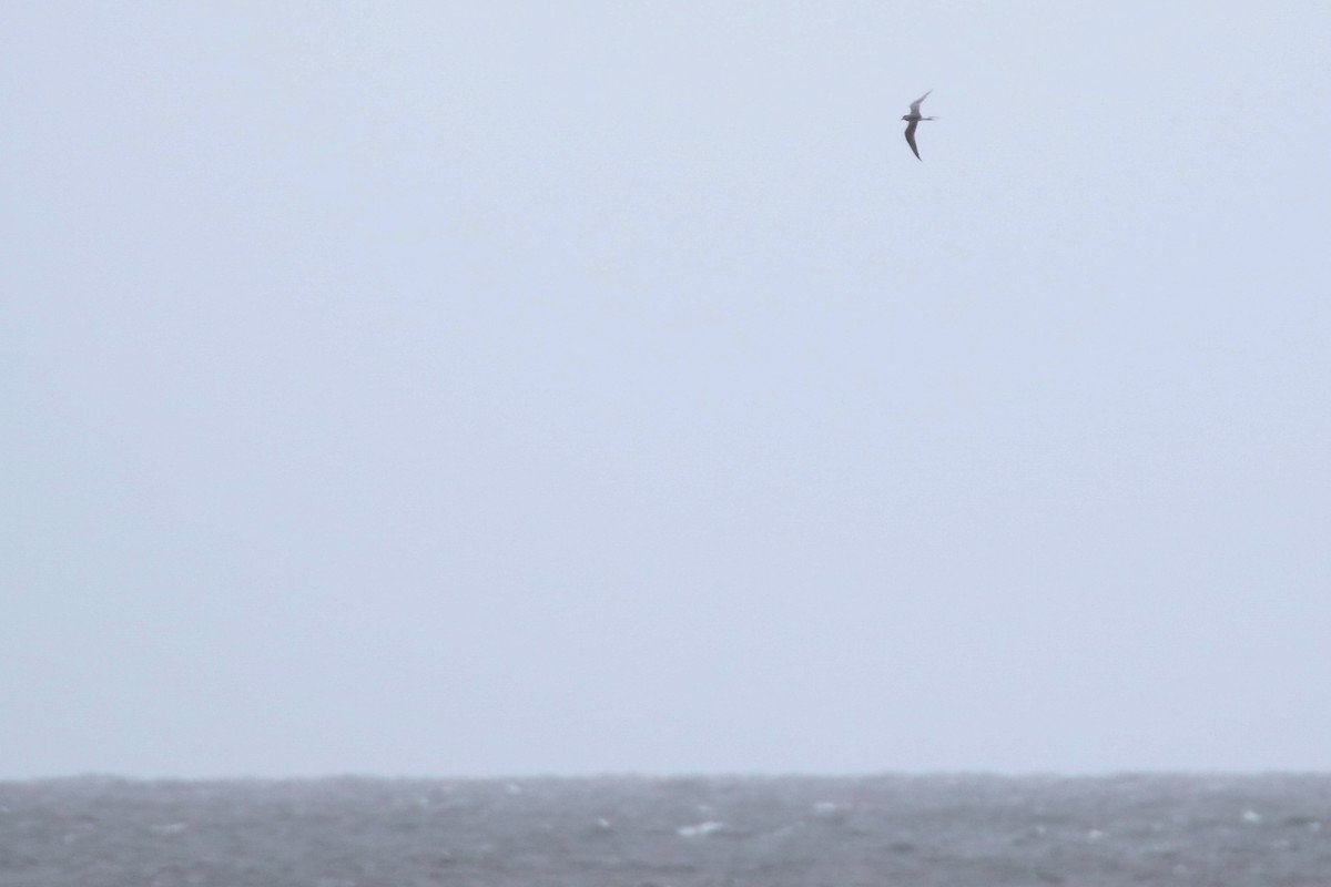 Arctic Tern - Tom Reed