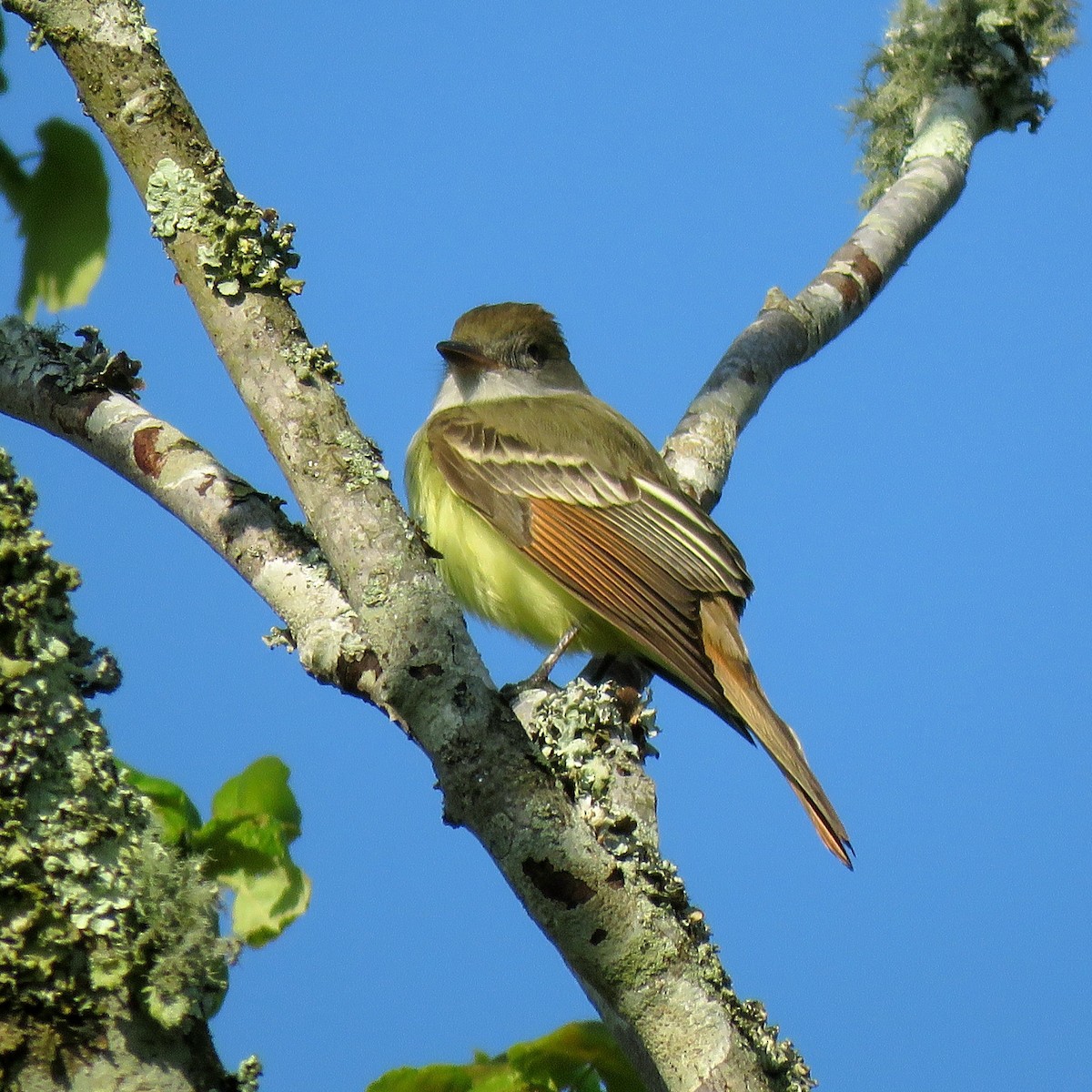 Great Crested Flycatcher - ML237003451
