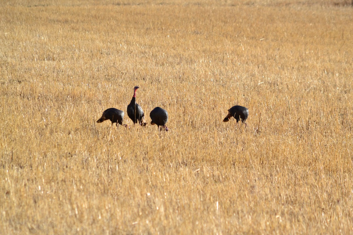 Guajolote Gallipavo - ML237004301