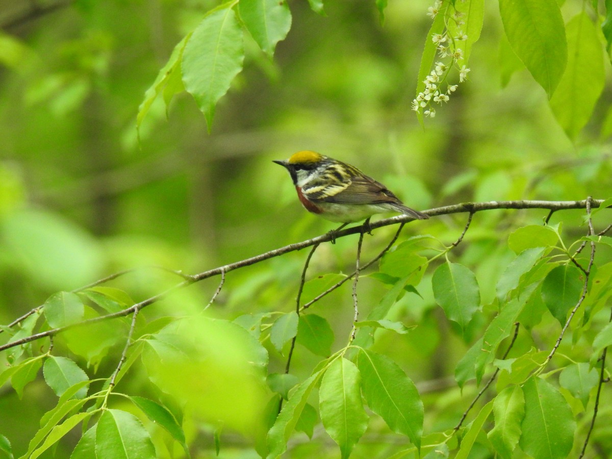 Chestnut-sided Warbler - ML237005341