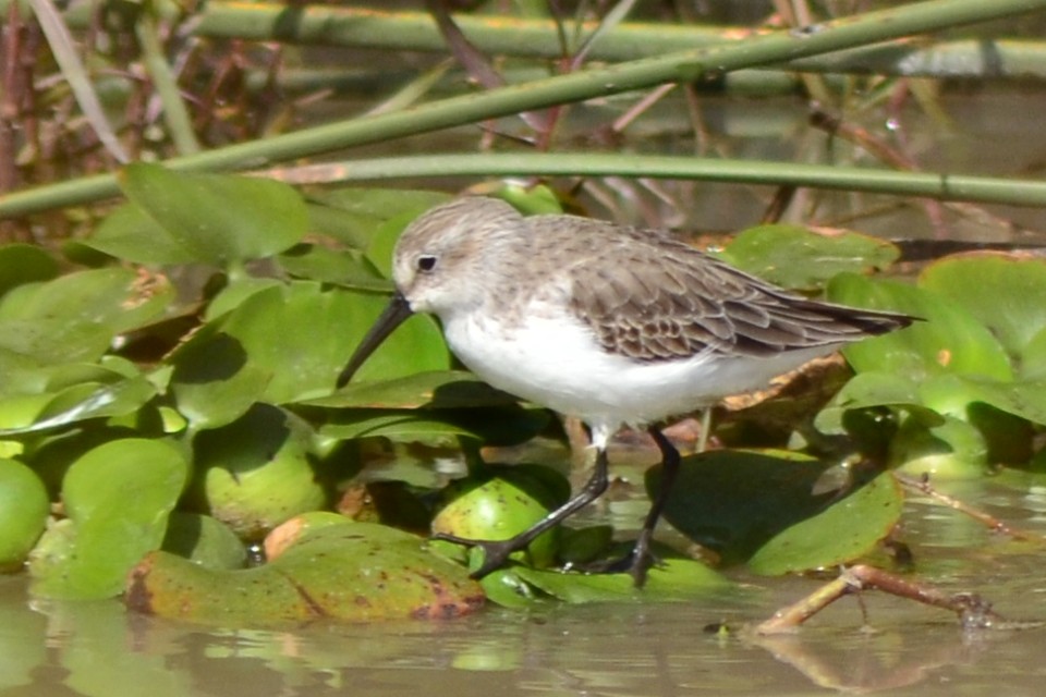 Western Sandpiper - ML237006991