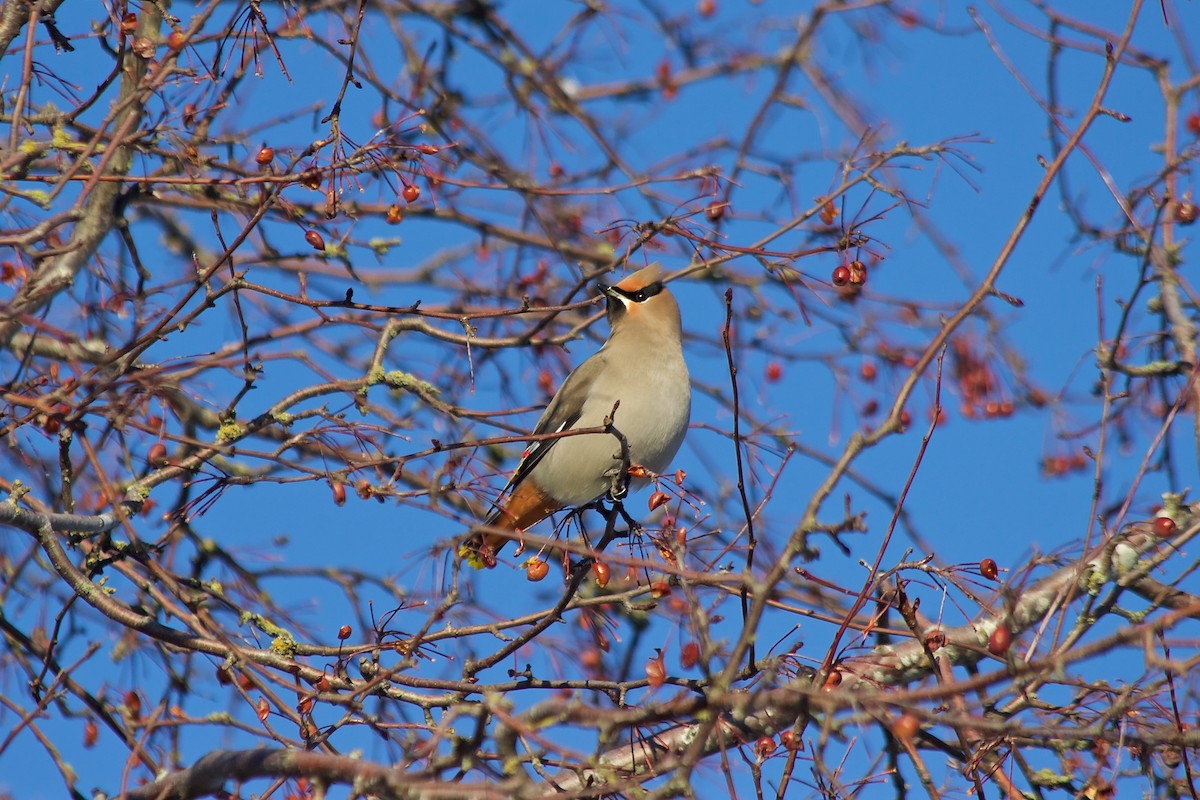 Bohemian Waxwing - ML237007021