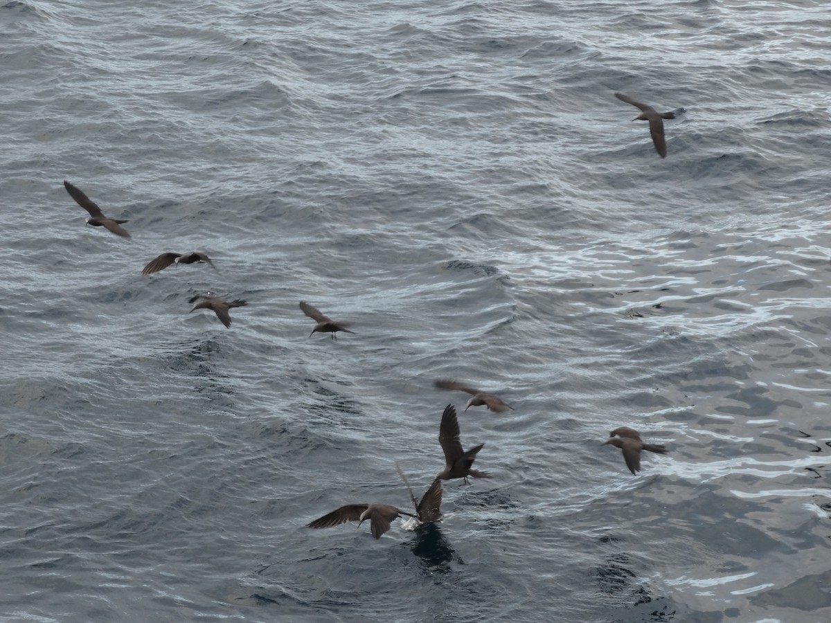 Brown Noddy - ML237007741