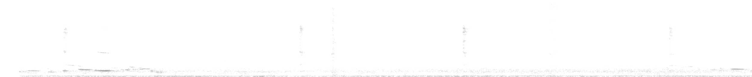 Avustralya Saksağanı (telonocua/tyrannica) - ML237010451