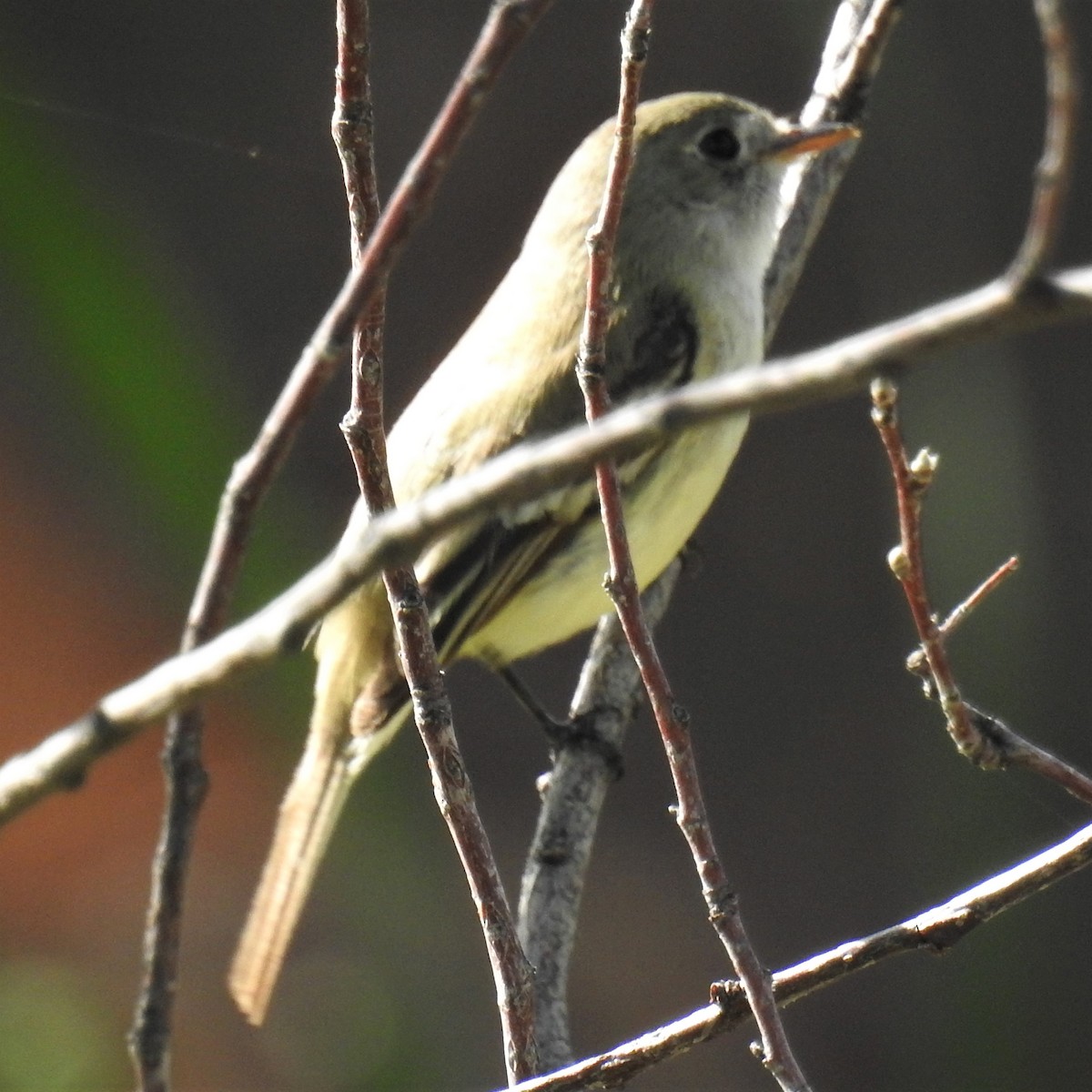 Dusky Flycatcher - ML237011391