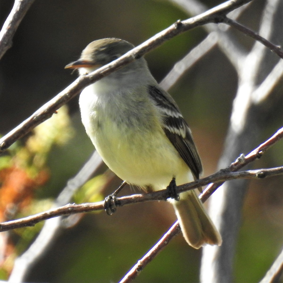 Dusky Flycatcher - ML237012551