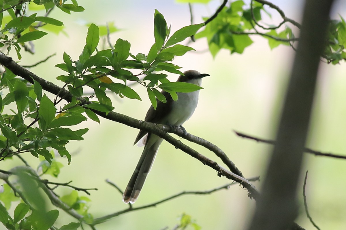 Black-billed Cuckoo - ML237012681