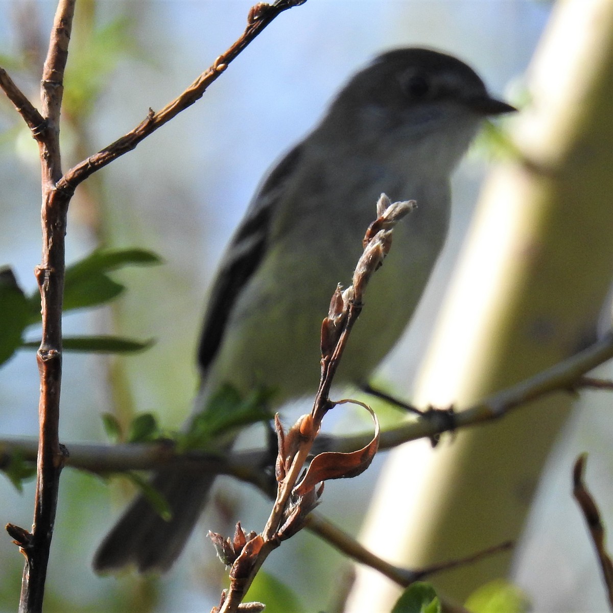 Dusky Flycatcher - ML237013501