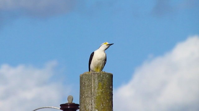 White Woodpecker - ML237017131