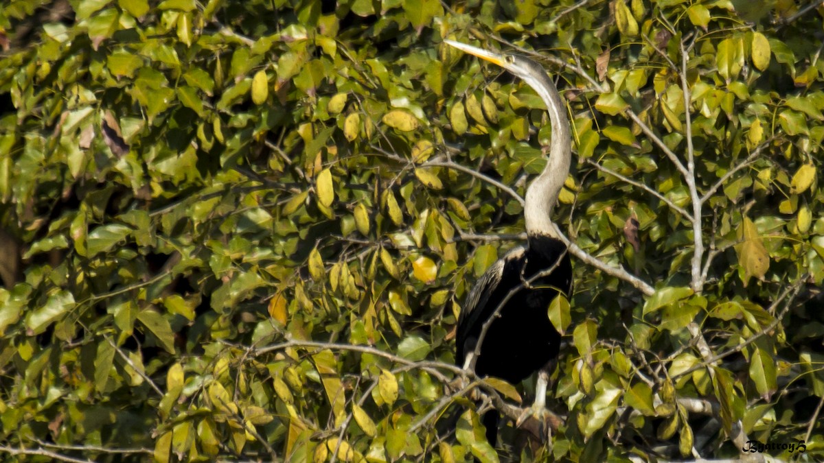 Oriental Darter - Hemanth Byatroy