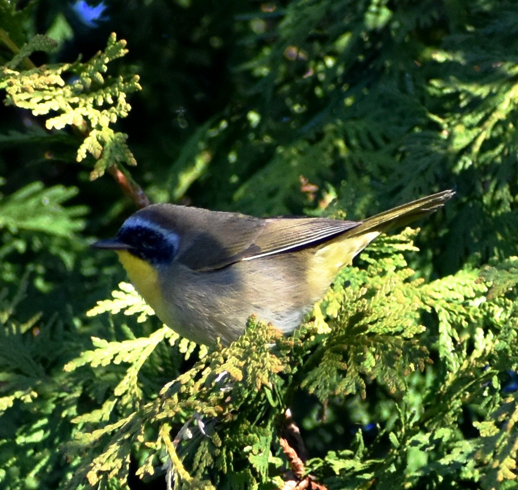 Common Yellowthroat - ML237017891