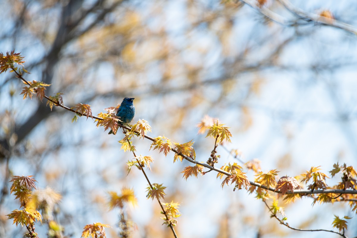 Indigo Bunting - ML237018271