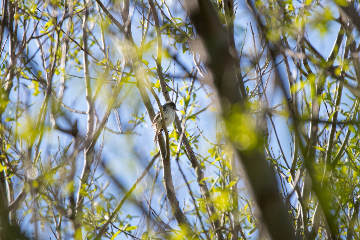 Least Flycatcher - ML237018831