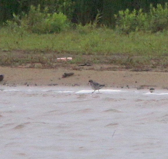 Red-necked Phalarope - ML237019051