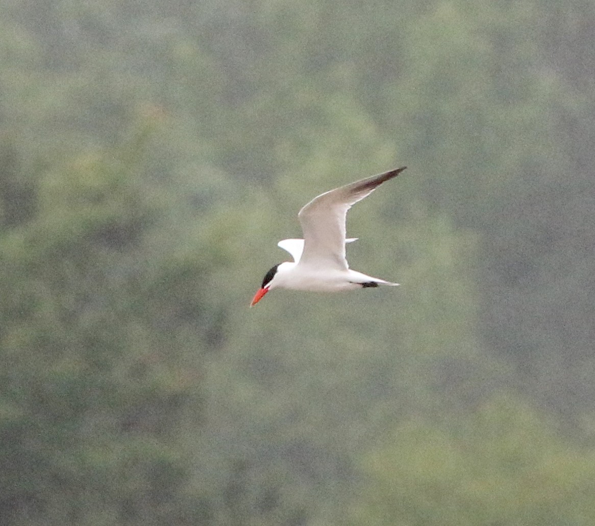 Caspian Tern - ML237019301