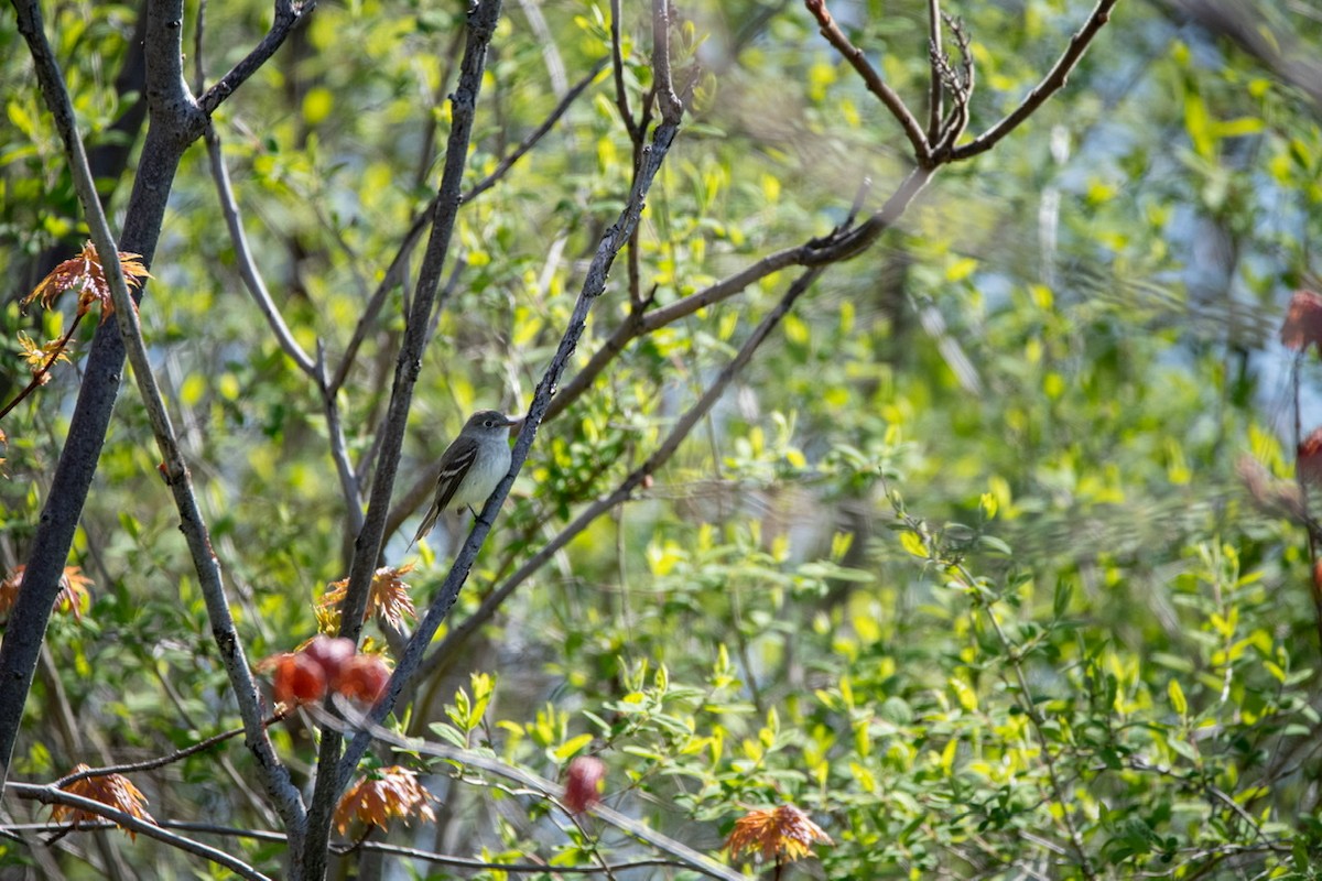 Least Flycatcher - ML237019731