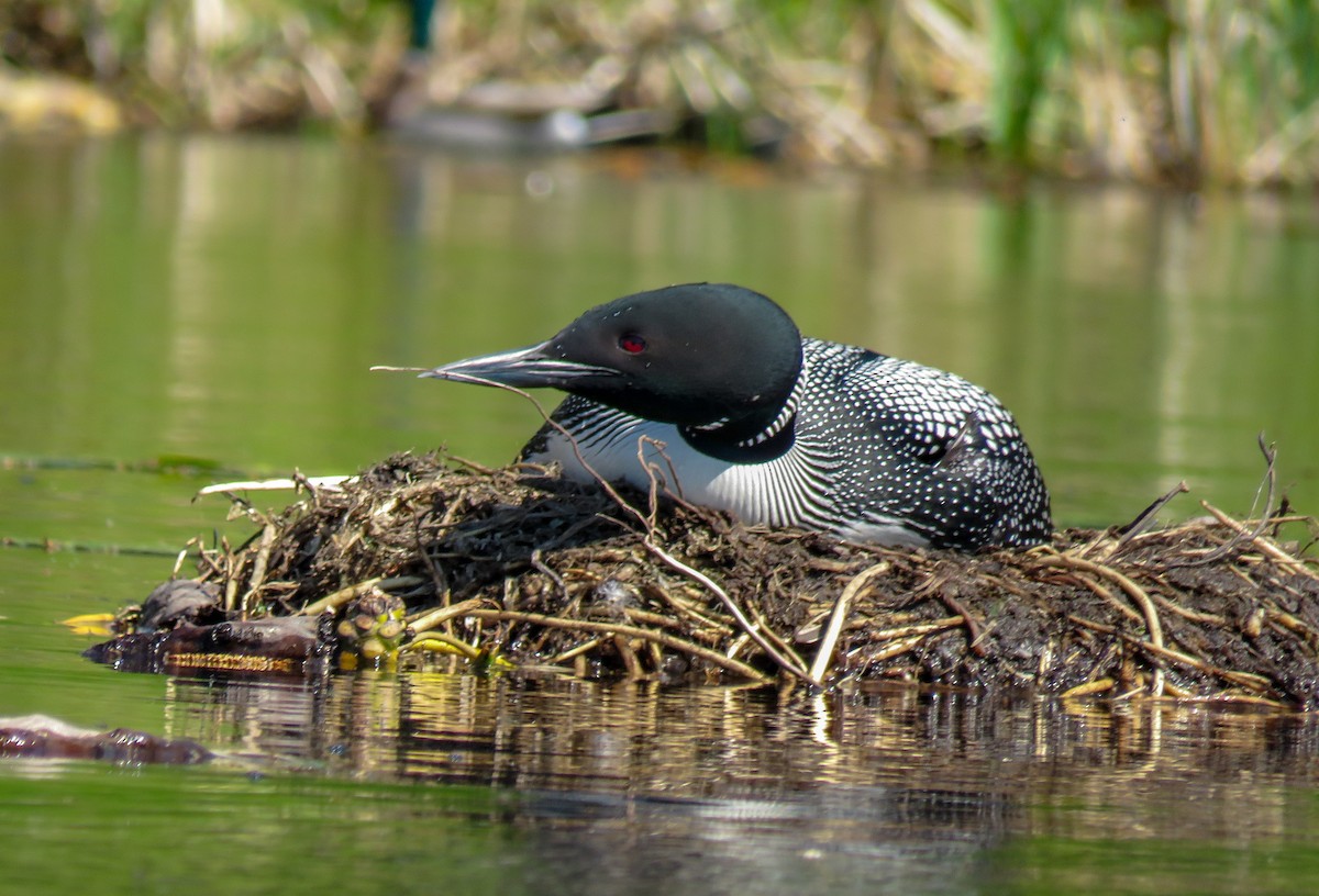 Common Loon - ML237020791