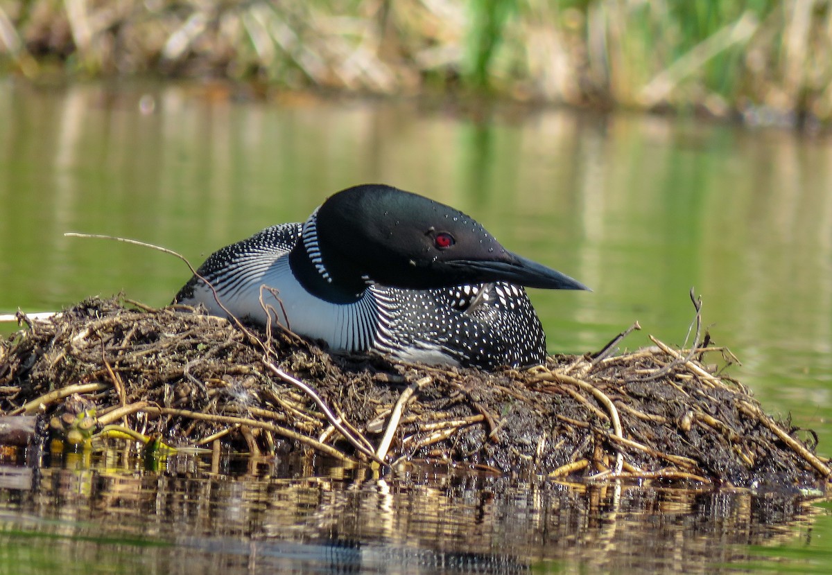 Common Loon - ML237020811