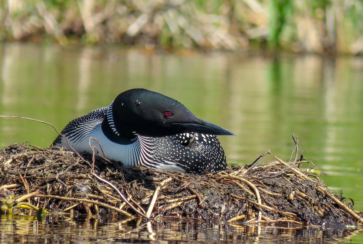 Common Loon - ML237020821