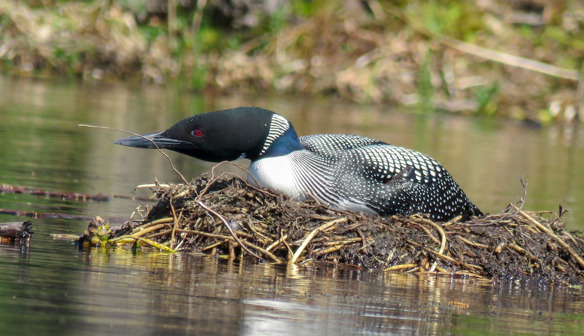 Common Loon - ML237020831