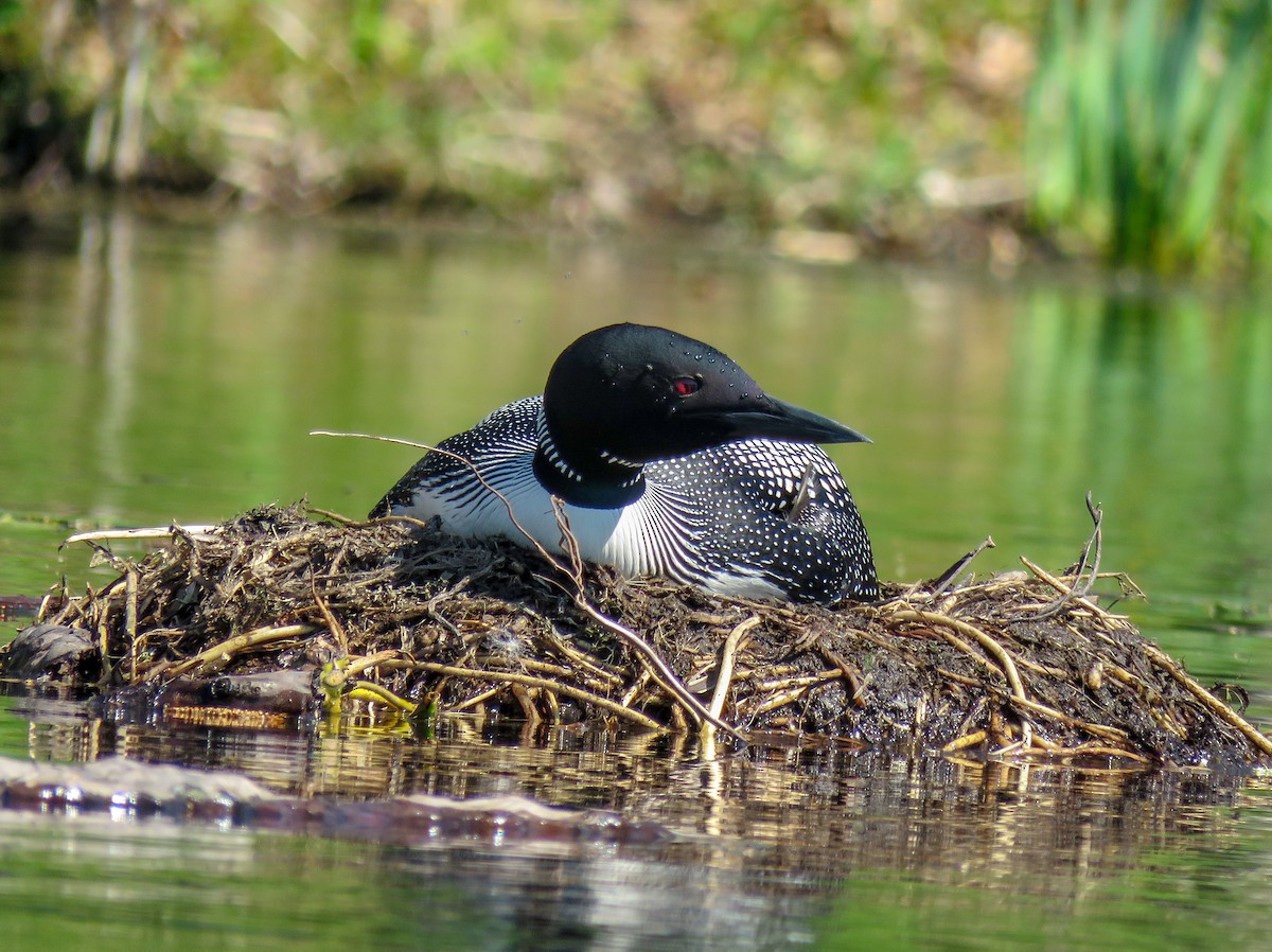 Common Loon - Sam Krah