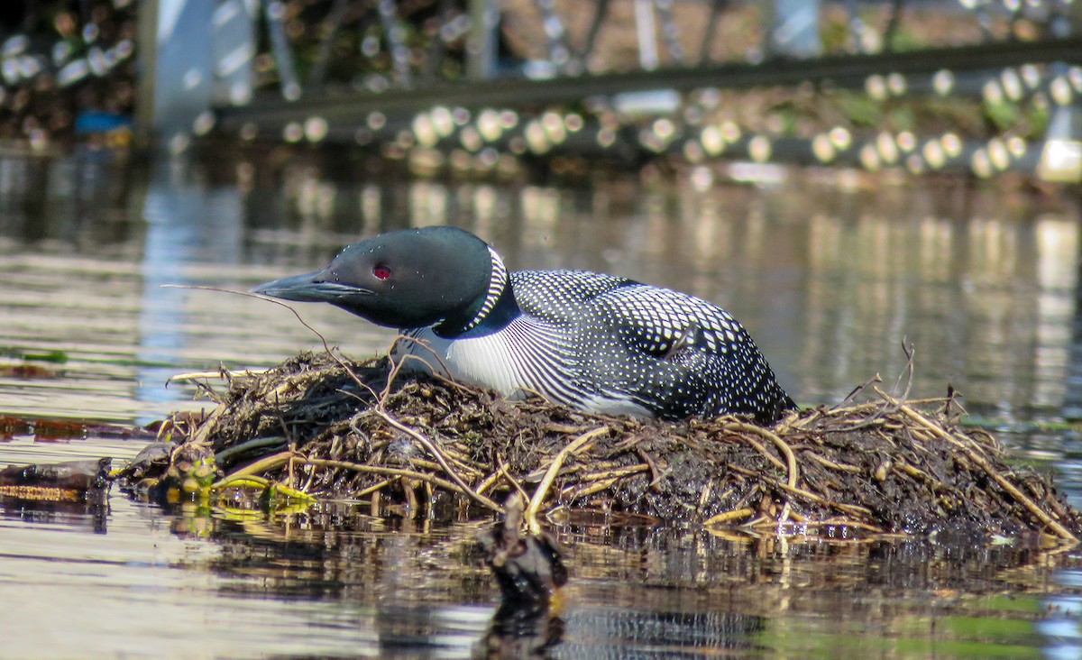 Common Loon - ML237020931