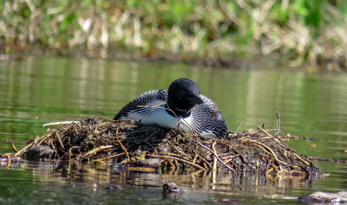 Common Loon - ML237020951