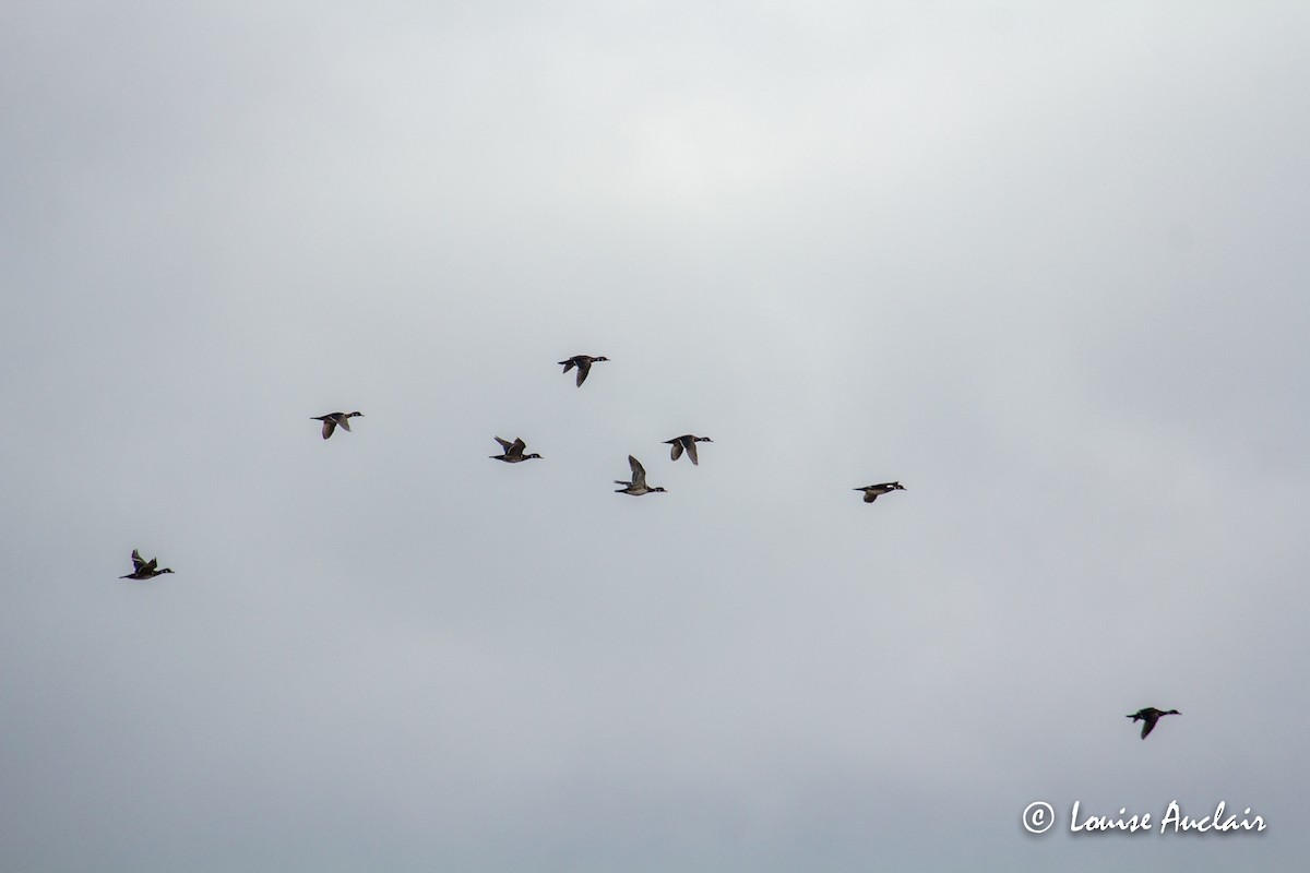 Wood Duck - ML237021101