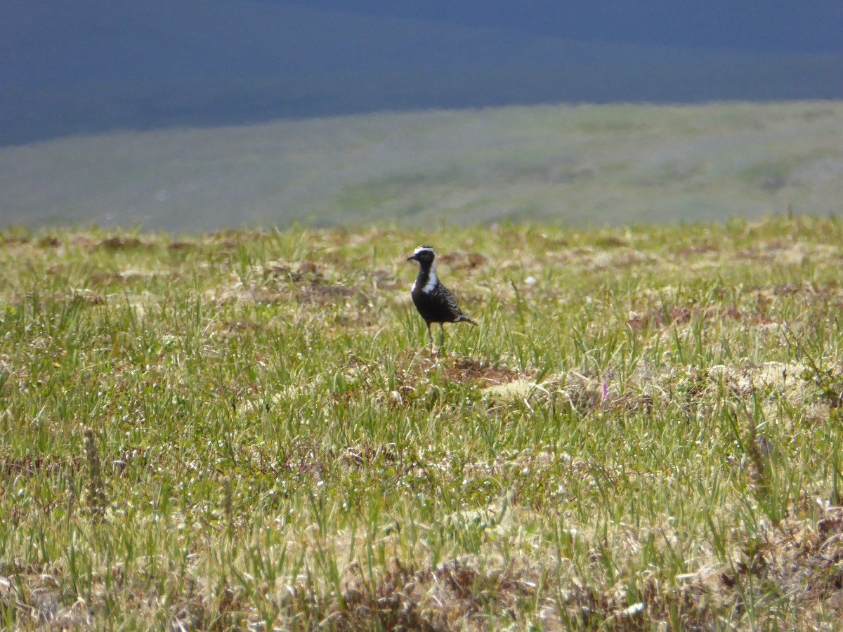 American Golden-Plover - ML237021631