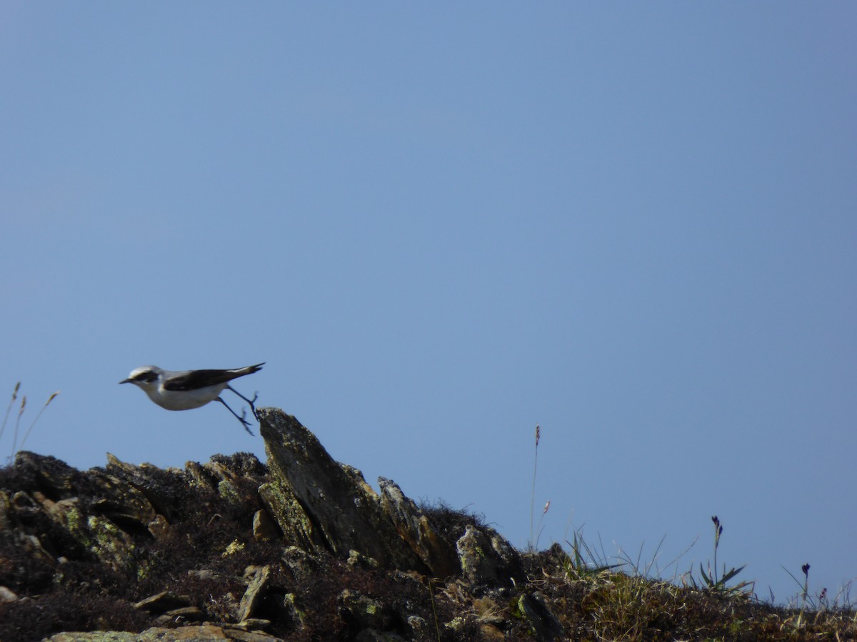 Northern Wheatear - ML237022631