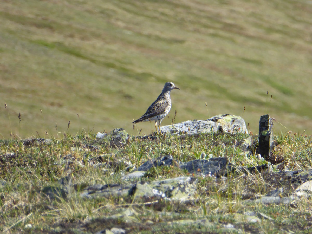 Surfbird - ML237023401