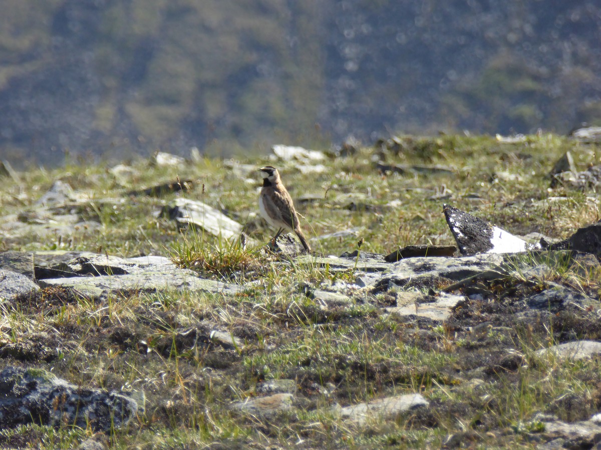 Horned Lark - ML237023601