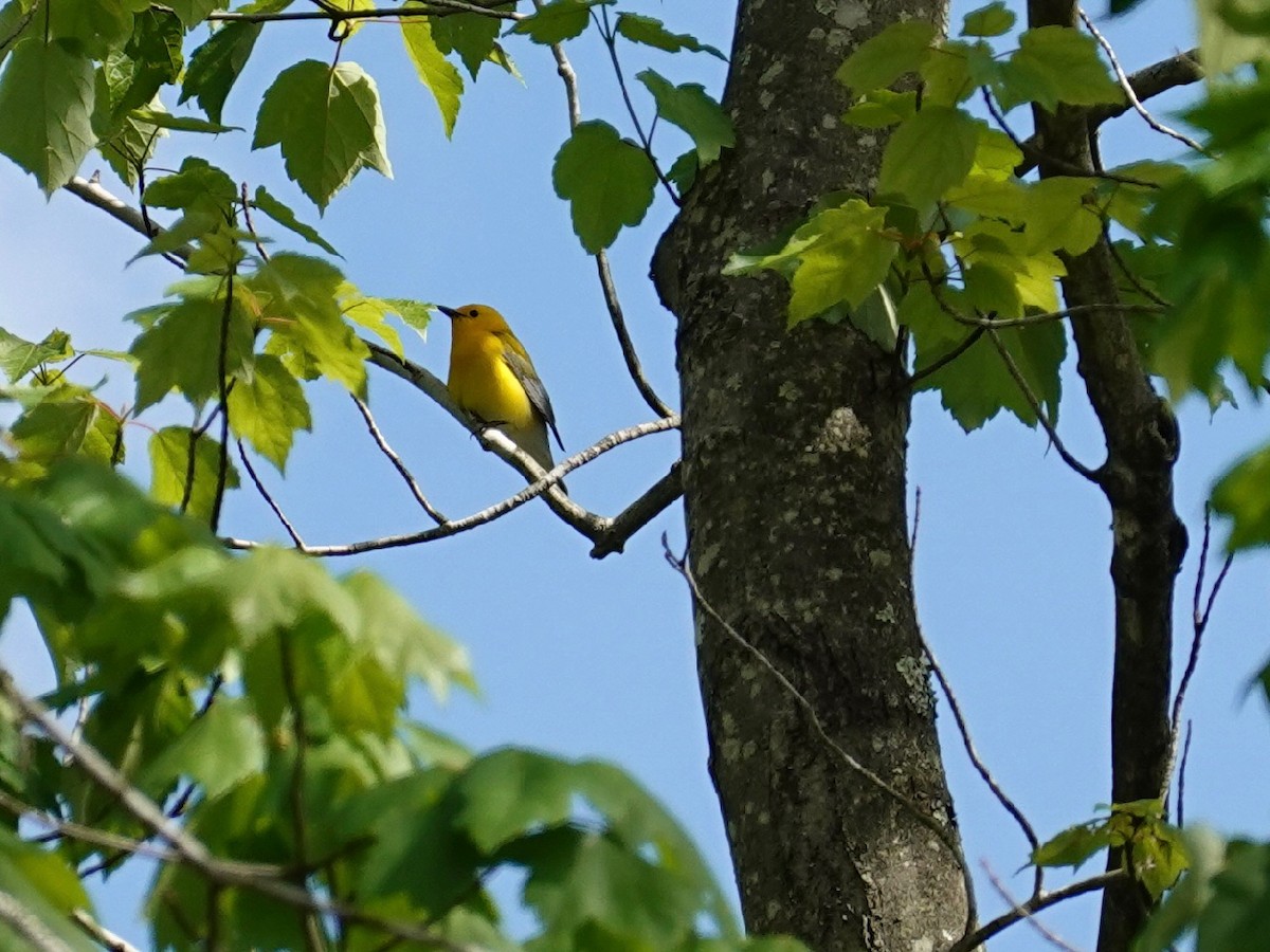 Prothonotary Warbler - ML237024321