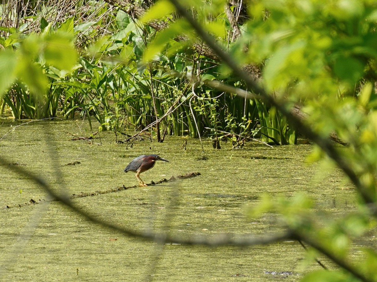 Green Heron - ML237024411