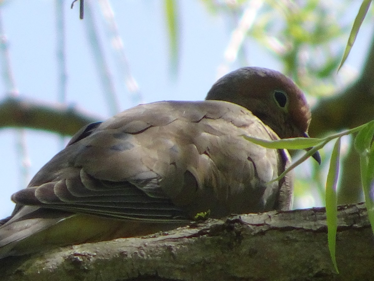 Mourning Dove - ML237024451