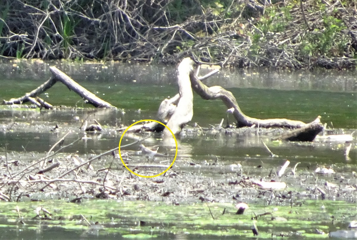 Calidris sp. (peep sp.) - ML237024601